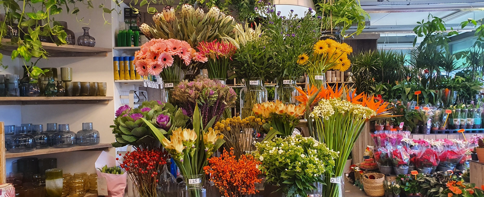 Plantenbeurs Hogendorplaan