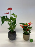 Anthurium rood en wit.