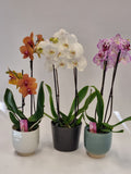 Orchidee